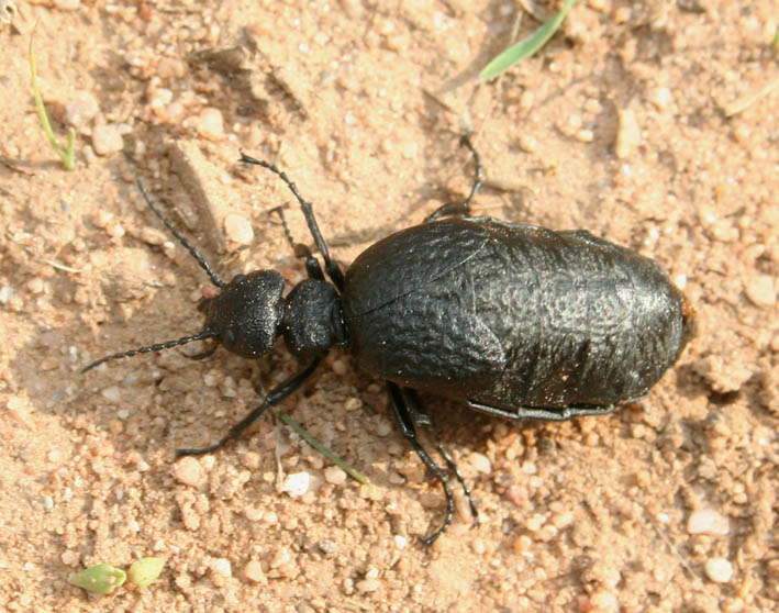 A proposito di meloidae. Meloe autumnalis e M. mediterraneus